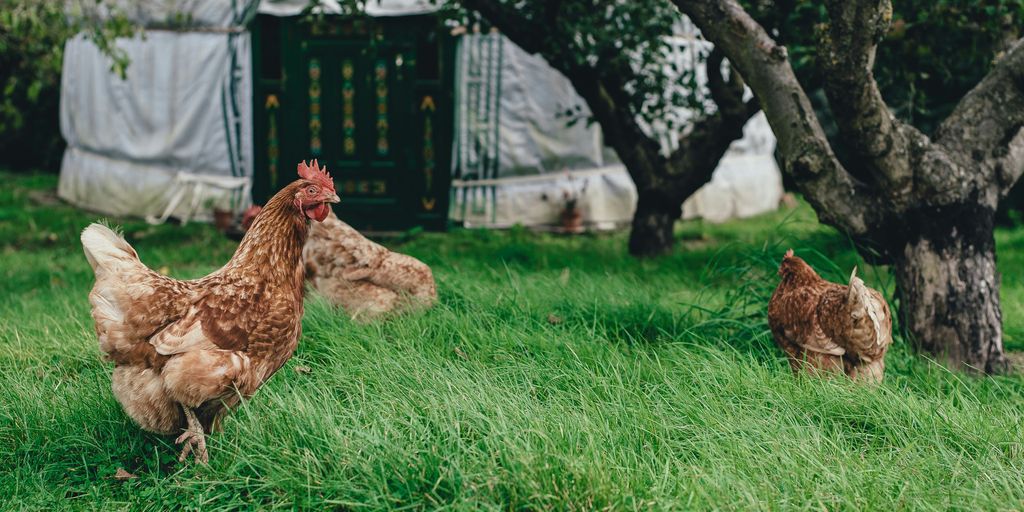 three brown hen under tree